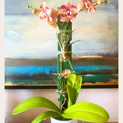 Flourish – Limited Edition Plant Trellis