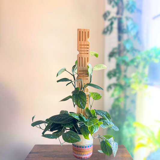 Hashline — Decorative Plant Trellis