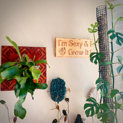 I'm sexy & I grow it plant lover wooden sign on a wall
