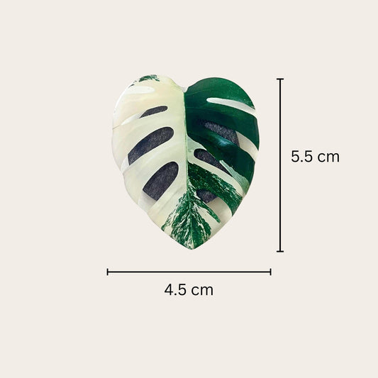 Plant leaf fridge magnets